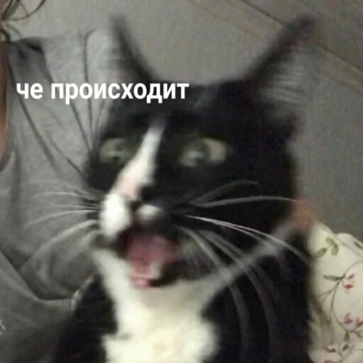 Стикер mems_and_penguins - 1