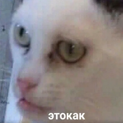 Стикер мемасы - 10