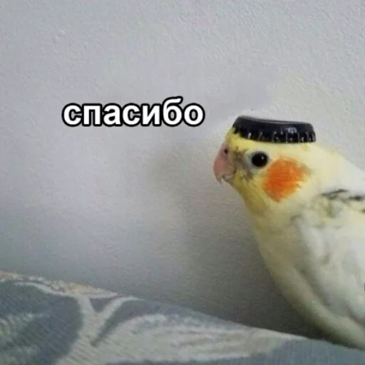 Стикер мемасы - 9