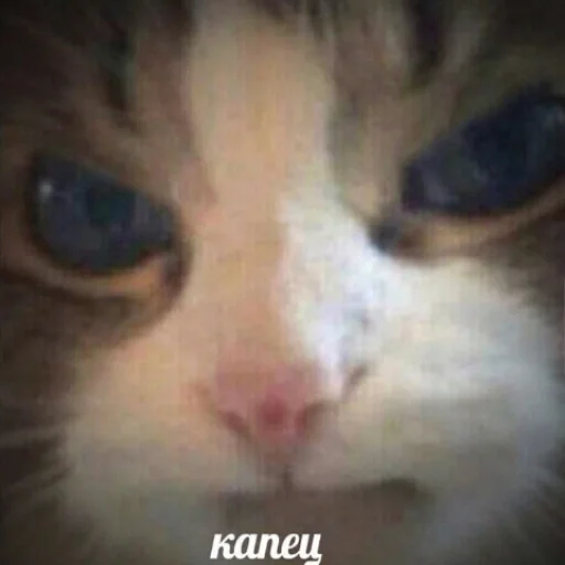 Стикер мемасы - 8