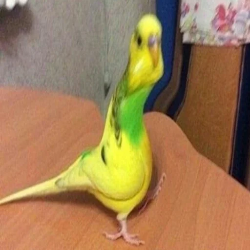 Стикер мемасы - 1