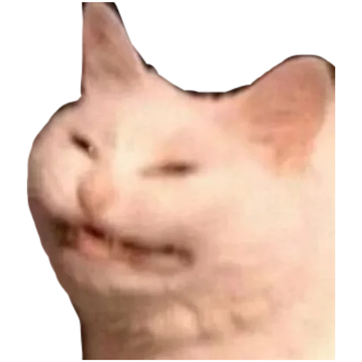 животное млекопитающее кошка