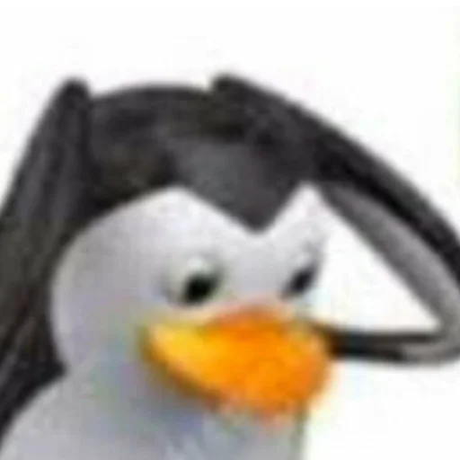 aquatic bird bird puffin