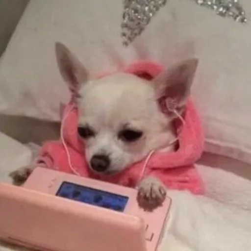 домашнее животное комнатный порода собак