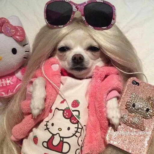 солнечные очки защитные очки животное