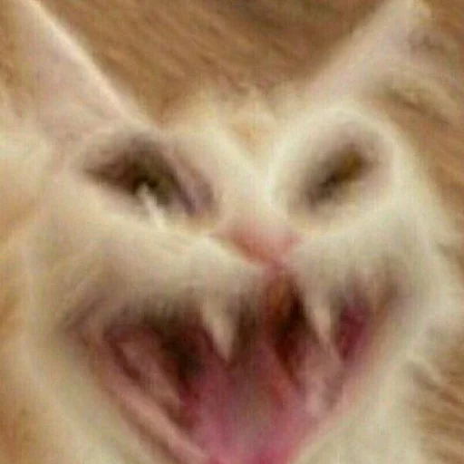 животное млекопитающее кошка