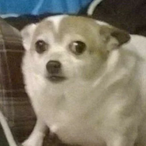 животное млекопитающее собака