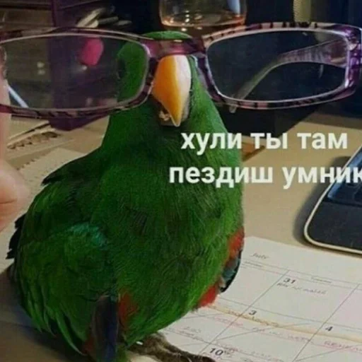 птица животное СМС