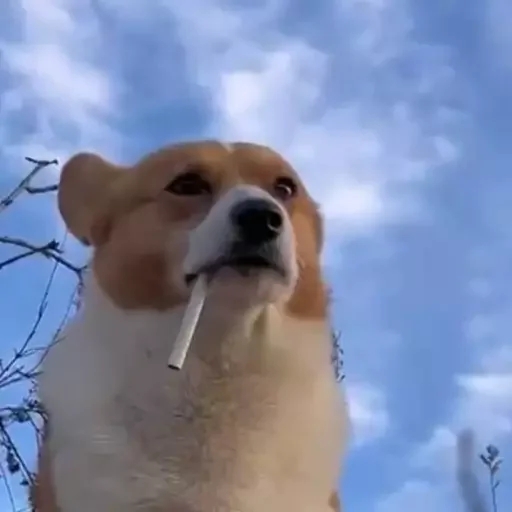 Sticker memsforhomies - 1