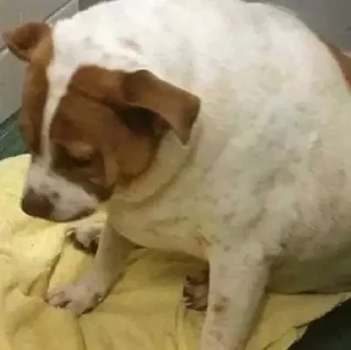 Sticker мемс фор хоуміз - 6