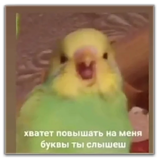 хуевые мемы - 