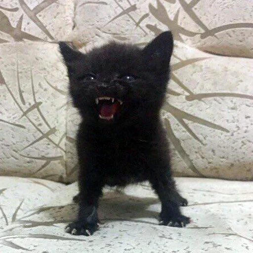 mammal animal black cat