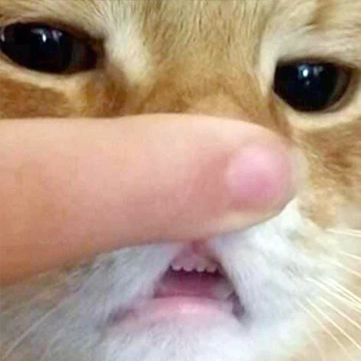 млекопитающее животное кошка