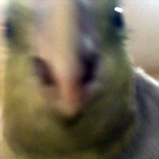 animal indoor mammal