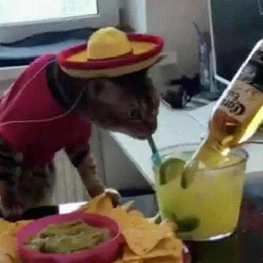 пить комнатный бутылка