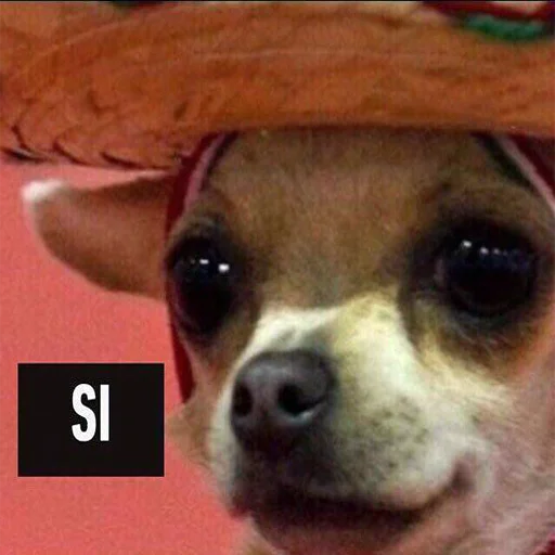 домашнее животное порода собак собака