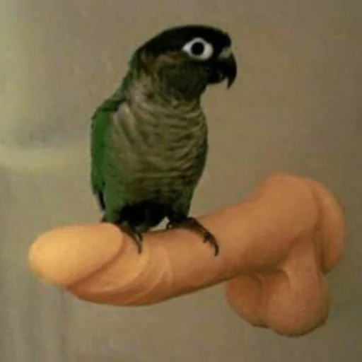 птица животное попугай