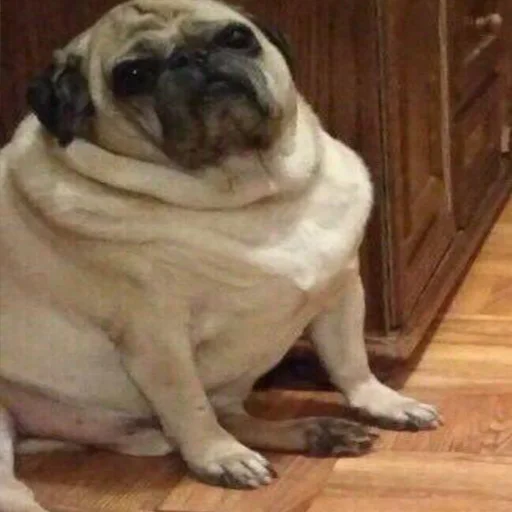 млекопитающее животное собака