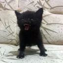 мемные стикеры для тебя - животное