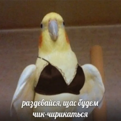 Стикер memstickersss - 1