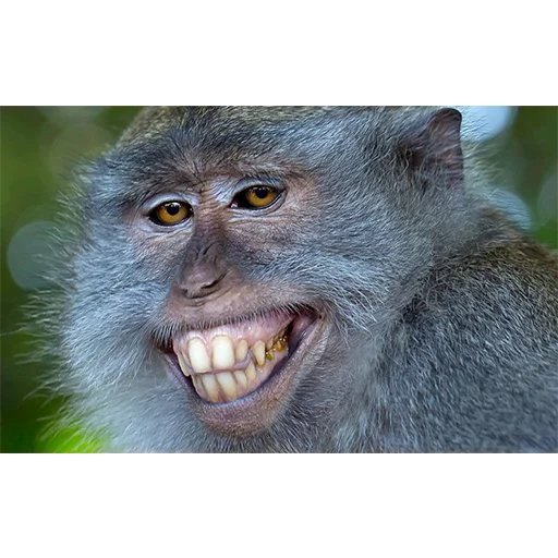 Стикер memstickersss - 1