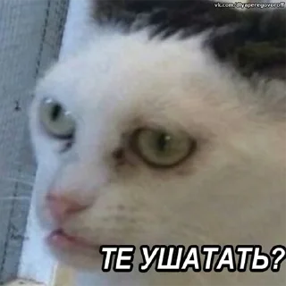 Sticker LyubashSticker - 8