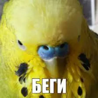 Sticker LyubashSticker - 4