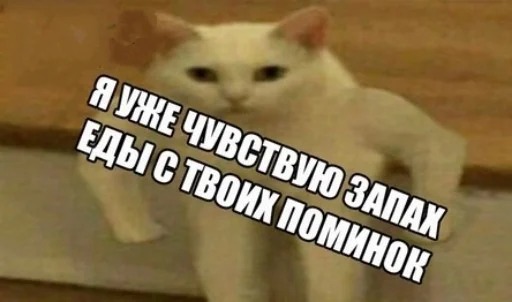 text animal domestic cat