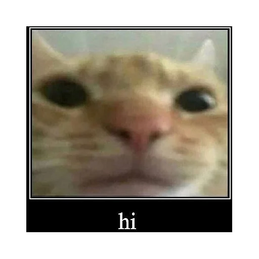 животное млекопитающее кошка