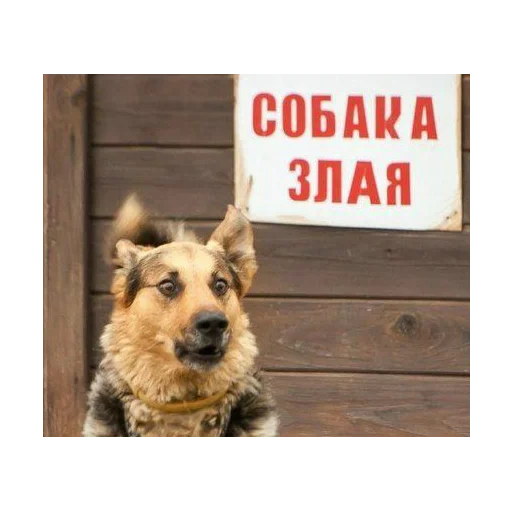 порода собак животное домашнее животное