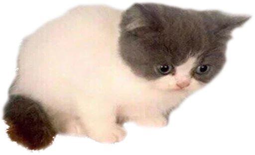 Sticker memes by @fStikBot - 6