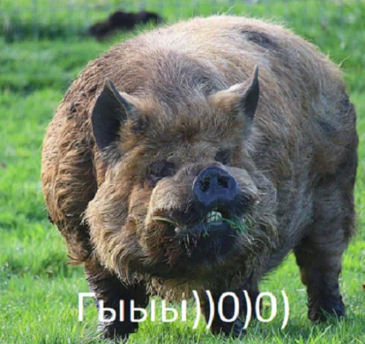 Стикер Пересыл Стикеров ( @memuarisok ) - 4