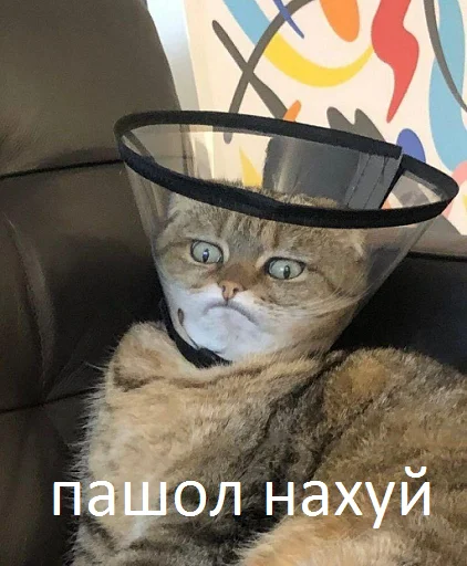 Стикер Пересыл Стикеров ( @memuarisok ) - 2