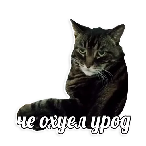 мемы про котов (по ржать) - 