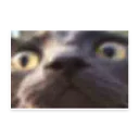 Sticker мемы про котов (по ржать) - 2