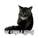 Sticker мемы про котов (по ржать) - 8