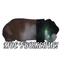 Sticker мемы про котов (по ржать) - 4