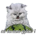 Sticker мемы про котов (по ржать) - 5