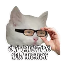 Sticker мемы про котов (по ржать) - 11