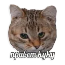 Sticker мемы про котов (по ржать) - 9