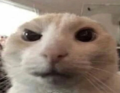 млекопитающее животное кошка