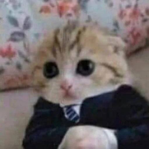 млекопитающее животное кошка