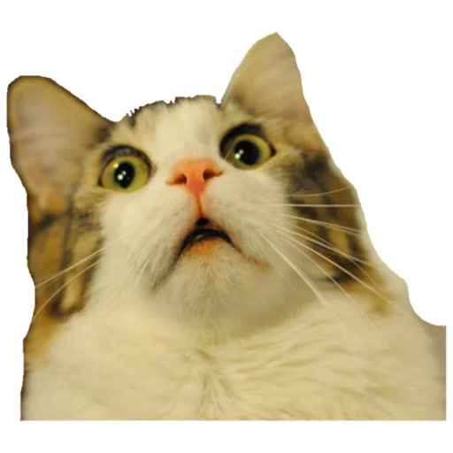 Sticker Котомемы - 10
