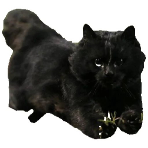 Sticker Котомемы - 6