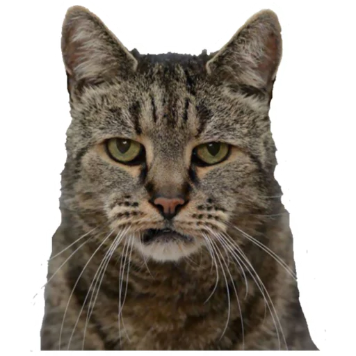 Sticker Котомемы - 1