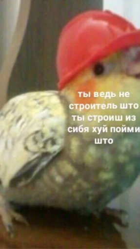 мєми про жівотних - 