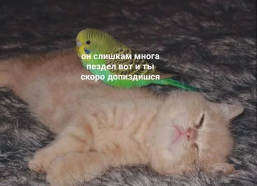 животное кошка кошки малого и среднего размера