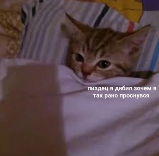 СМС кошки малого и среднего размера млекопитающее