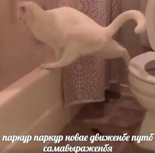 СМС кошка комнатный