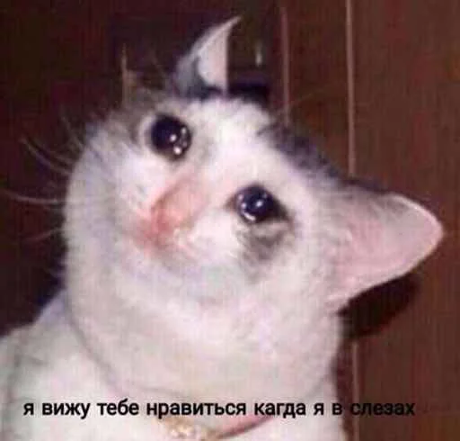 млекопитающее животное кошка